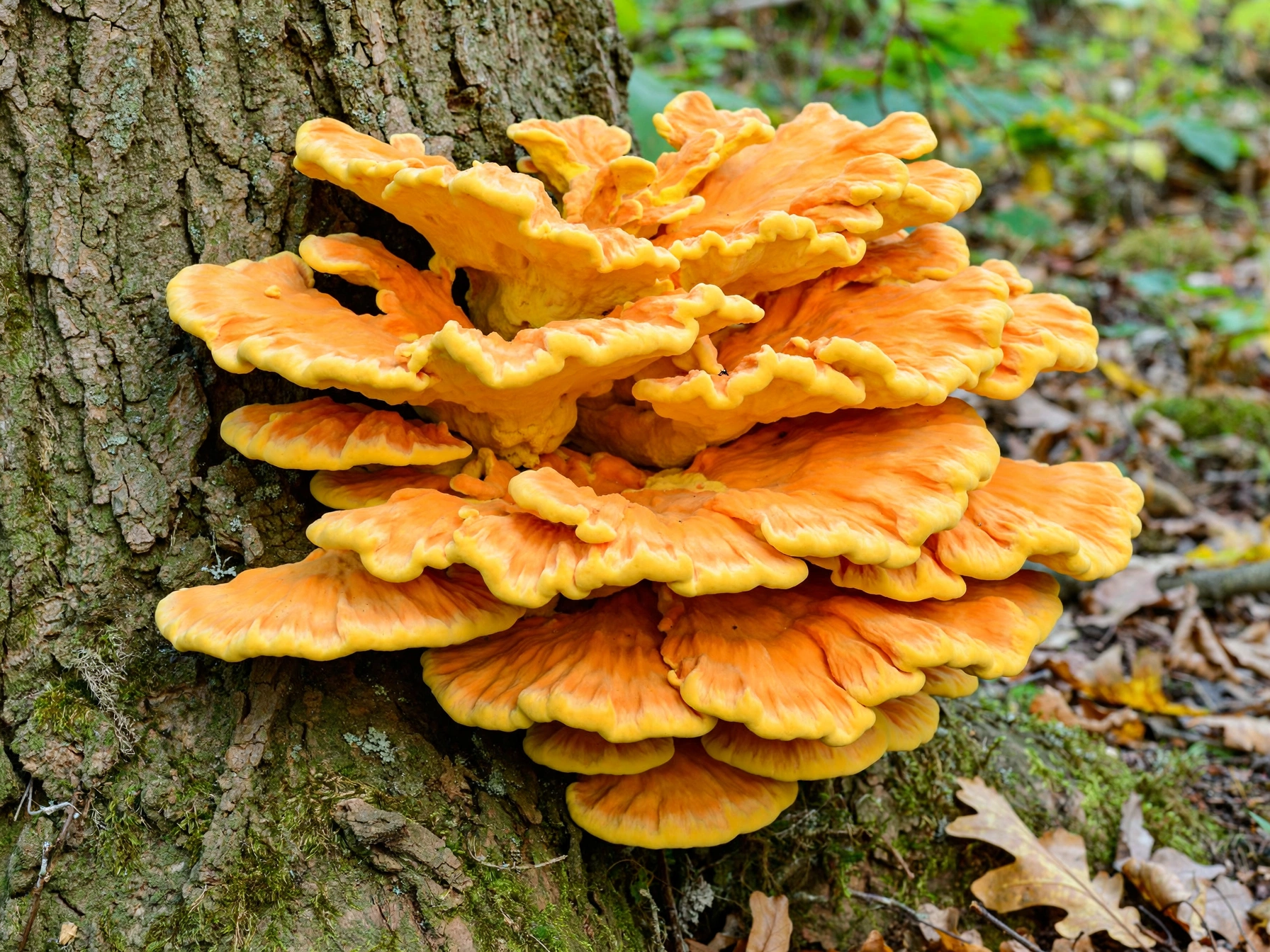 Chicken of the Woods