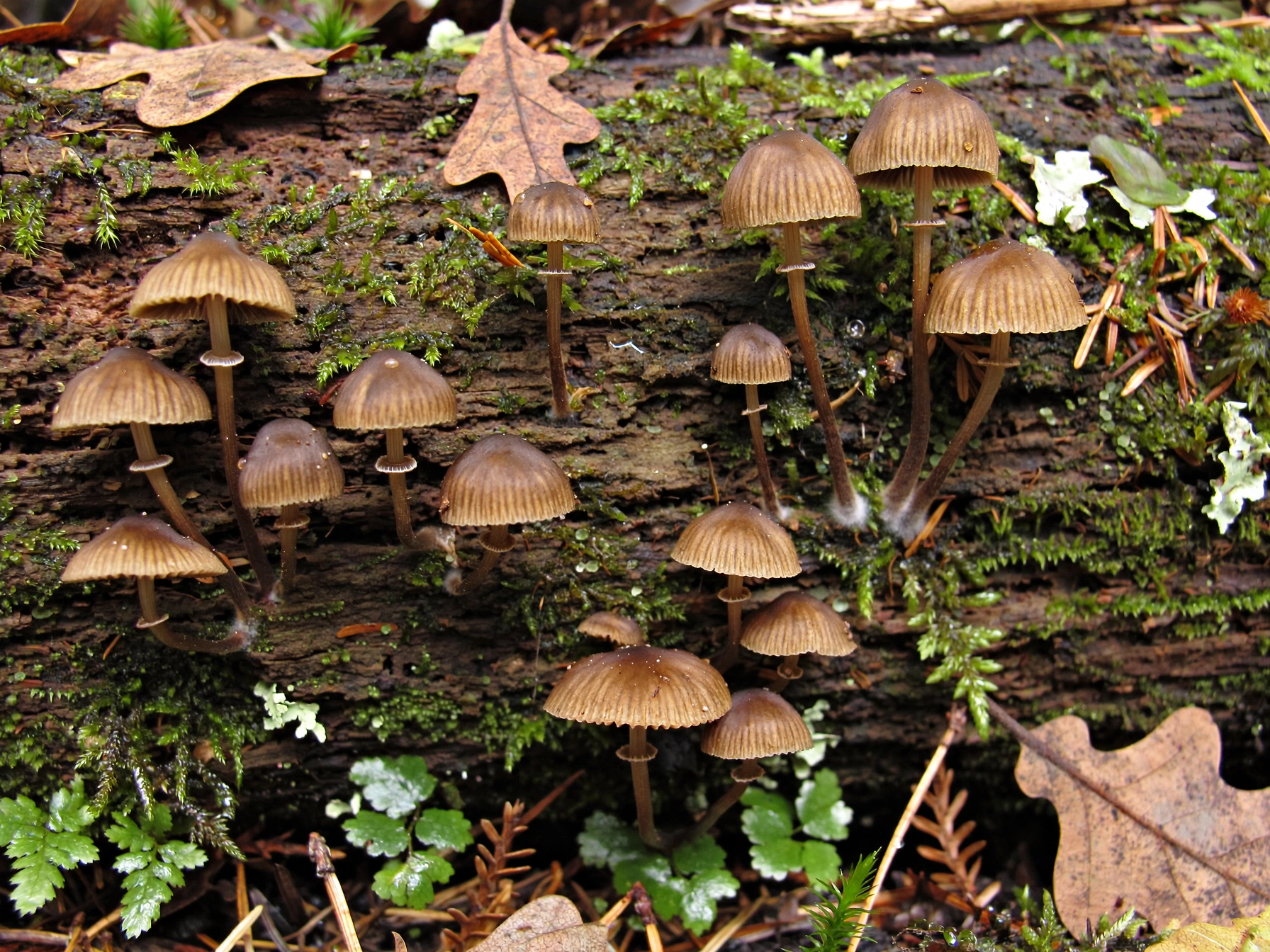 Deadly Galerina