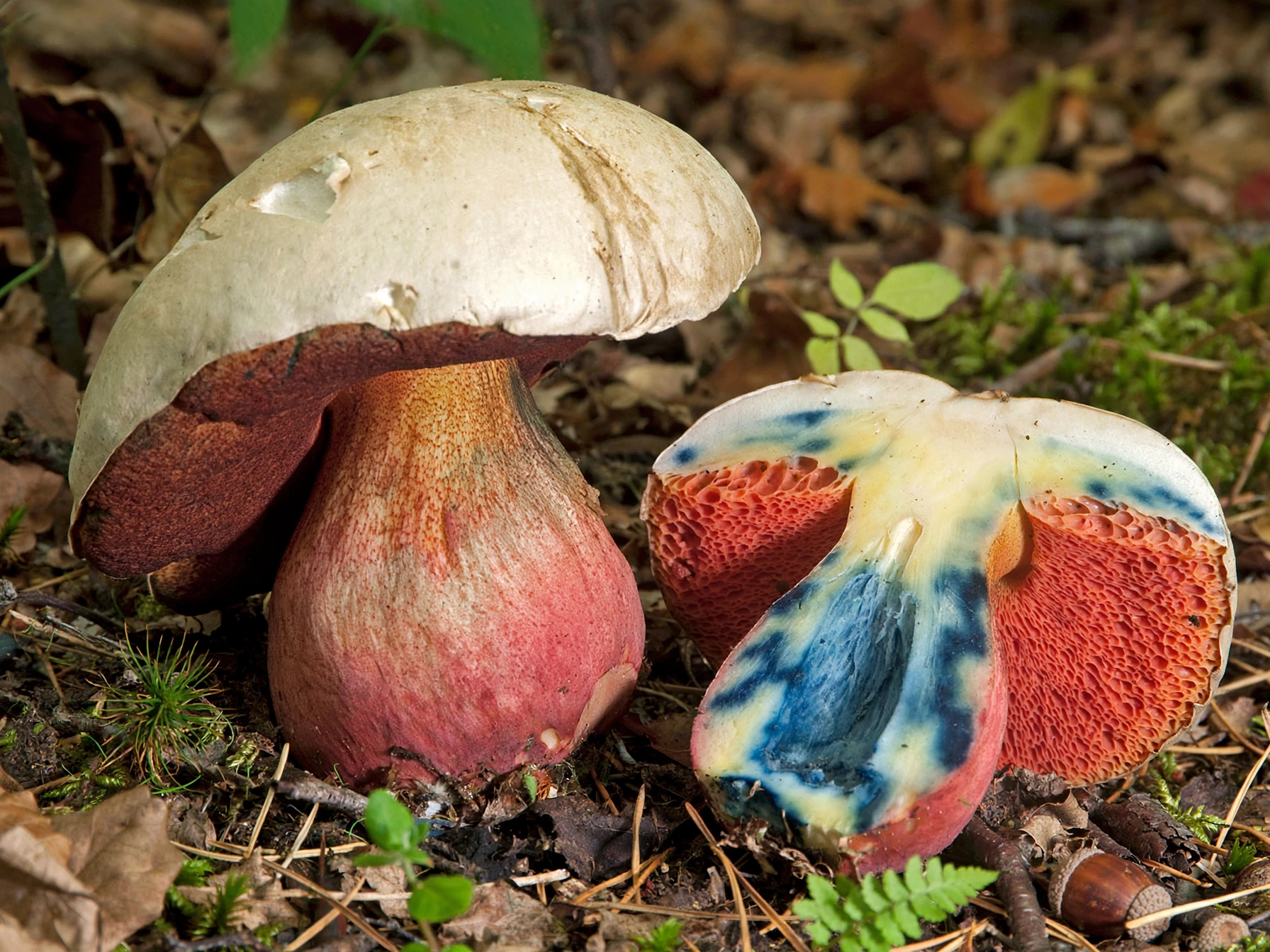 Devils Bolete