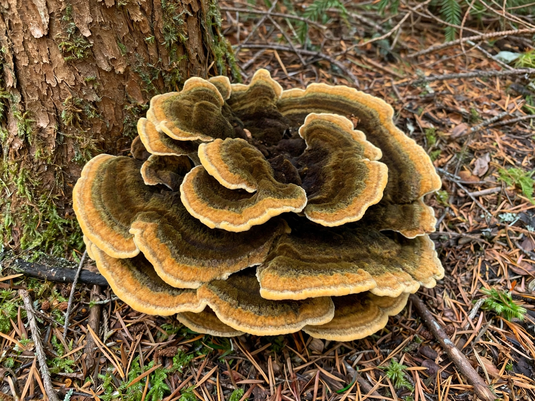 Velvet-Top Polypore