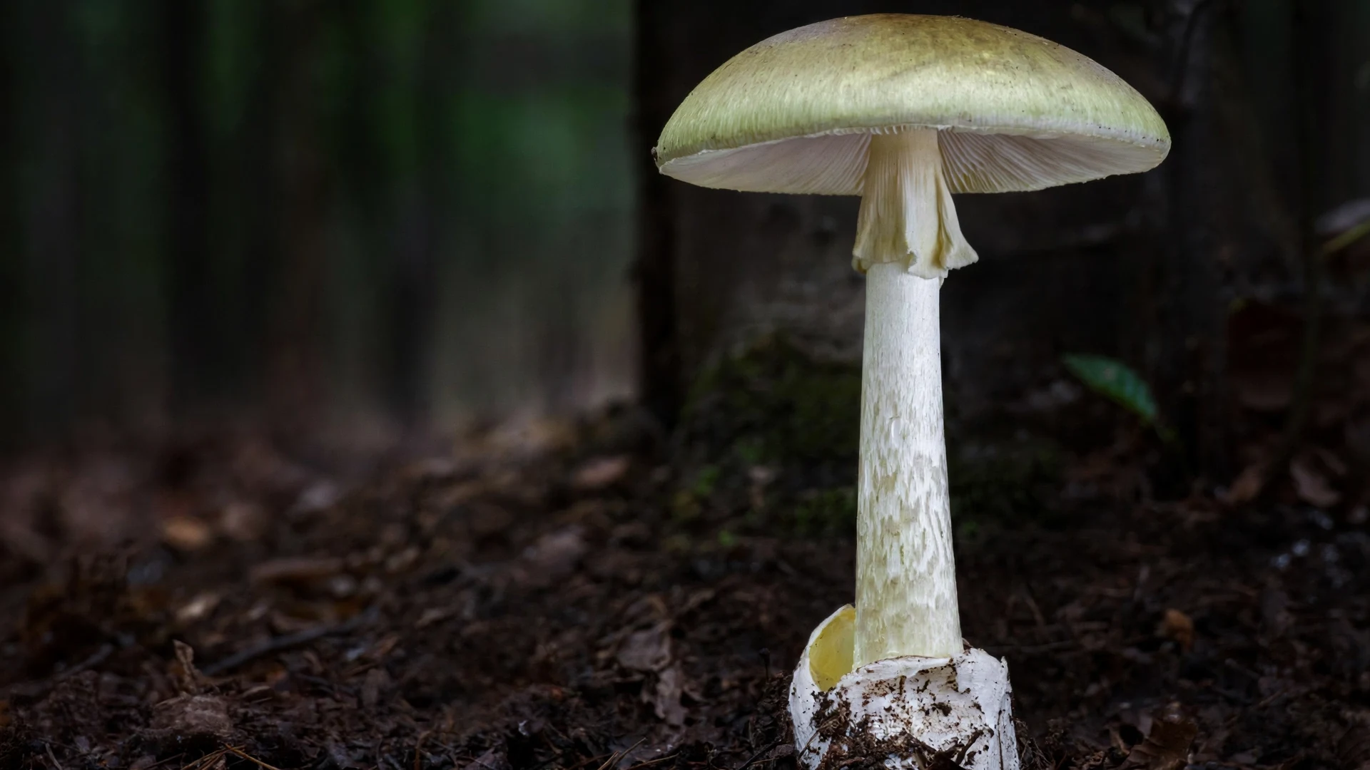 Edible vs Poisonous Quiz