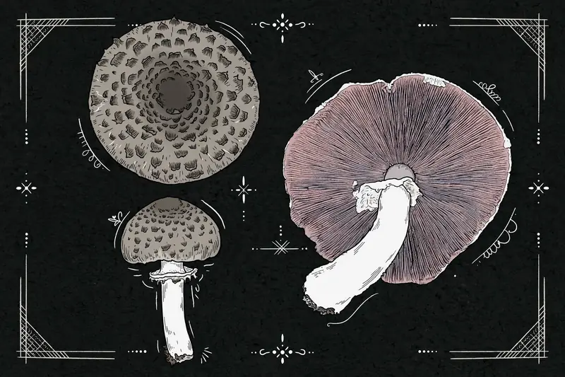 Moeller's Mushroom (Agaricus moelleri) specimen illustration