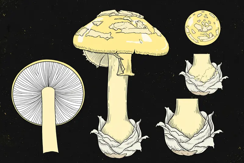 Fool's Mushroom (Amanita citrina) specimen illustration