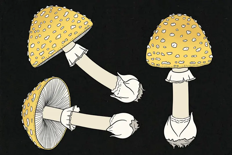 Gemmed Amanita (Amanita gemmata) specimen illustration