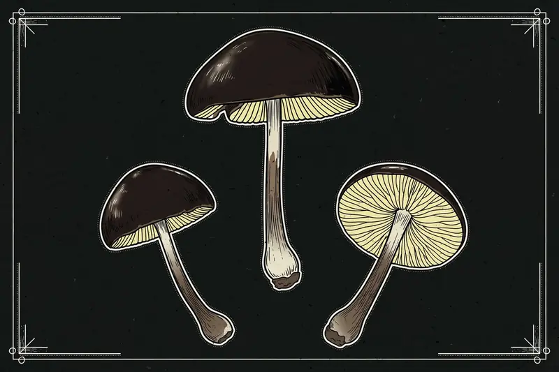 Blackening Waxcap (Artomyces pyxidatus) specimen illustration