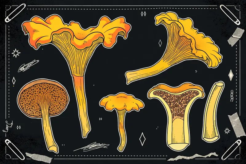 Peppery Chanterelle (Chalciporus piperatus) specimen illustration