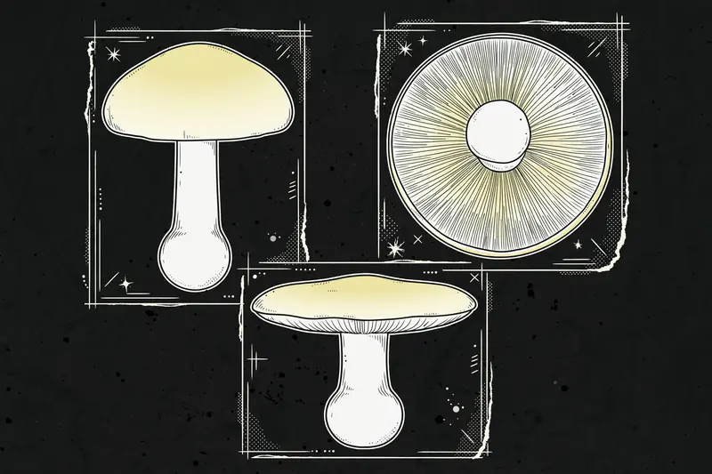 Fool's Mushroom (Clitocybe dealbata) specimen illustration