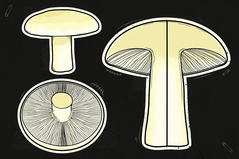 Sweet Cicely Mushroom (Clitocybe odora) specimen illustration