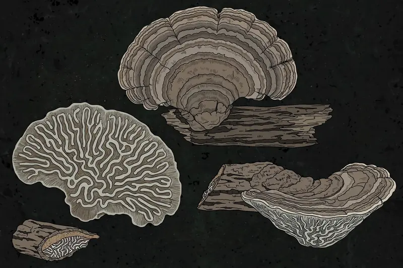 Oak Mazegill (Daedalea quercina) specimen illustration
