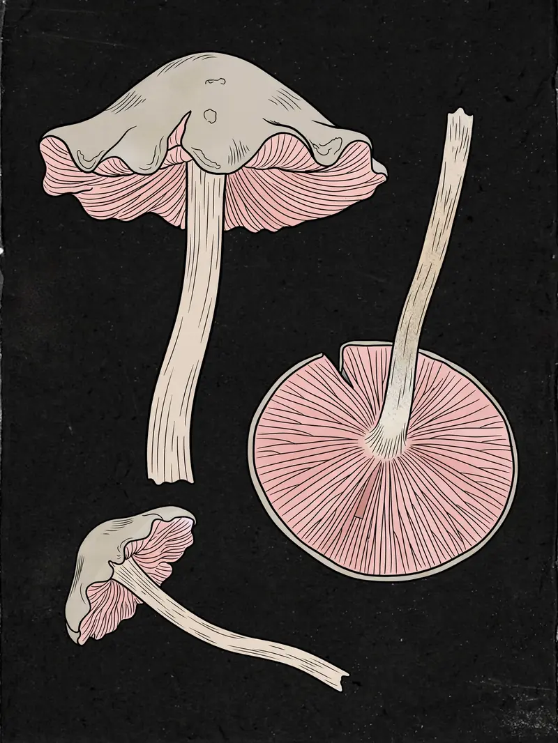 Inky Cap (Entoloma sinuatum) specimen illustration