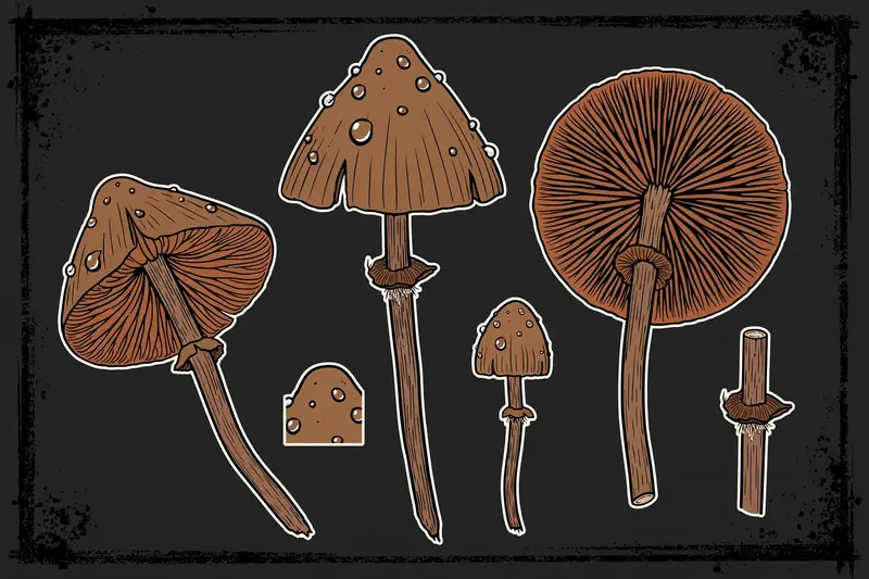 Deadly Galerina (Galerina marginata) specimen illustration