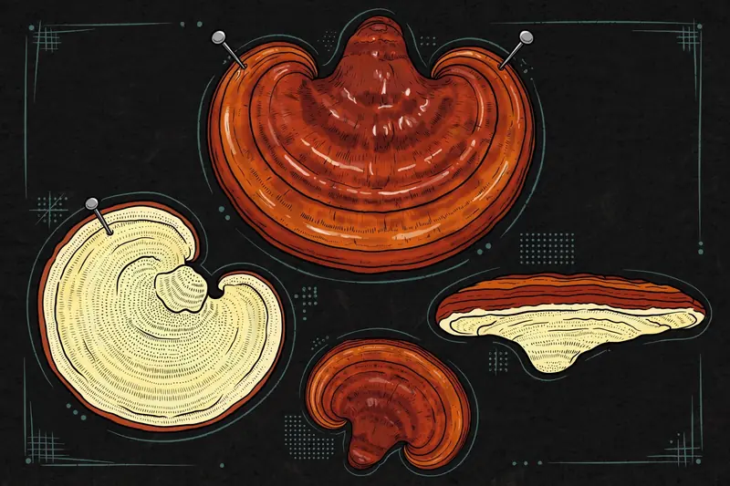 Reishi (Ganoderma lucidum) specimen illustration