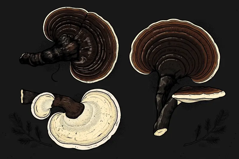 Hemlock Reishi (Ganoderma tsugae) specimen illustration