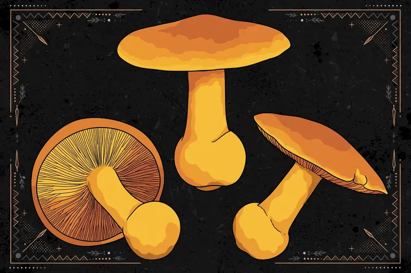 Giant Gymnopilus (Gymnopilus junonius) specimen illustration