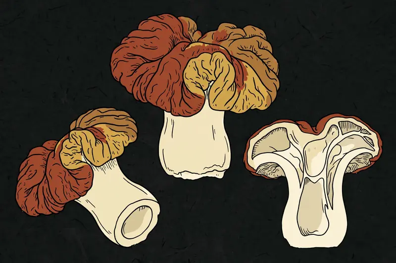 False Morel (Gyromitra esculenta) specimen illustration