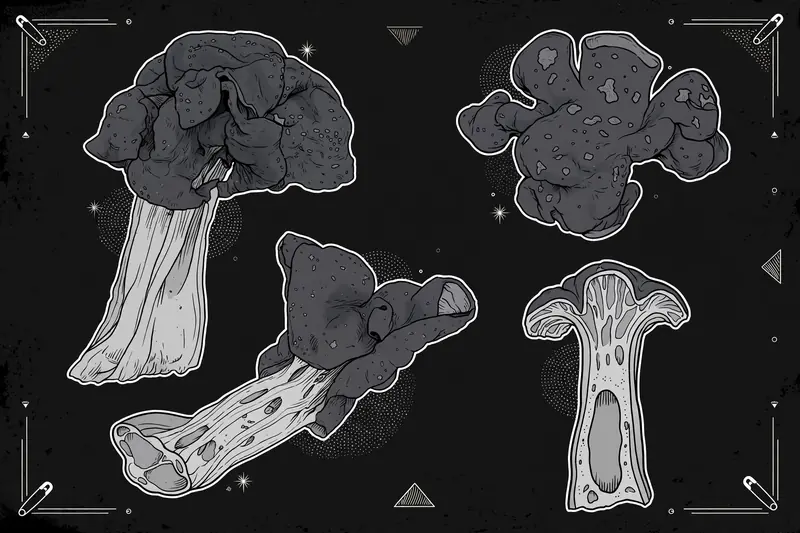Pitted Helvella (Helvella lacunosa) specimen illustration