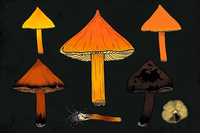 Blackening Waxcap (Hygrocybe conica) specimen illustration