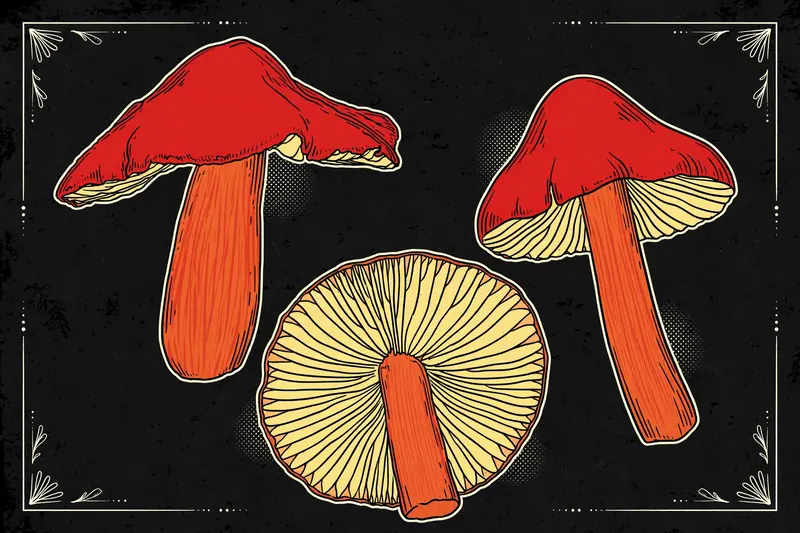 Scarlet Waxcap (Hygrocybe punicea) specimen illustration