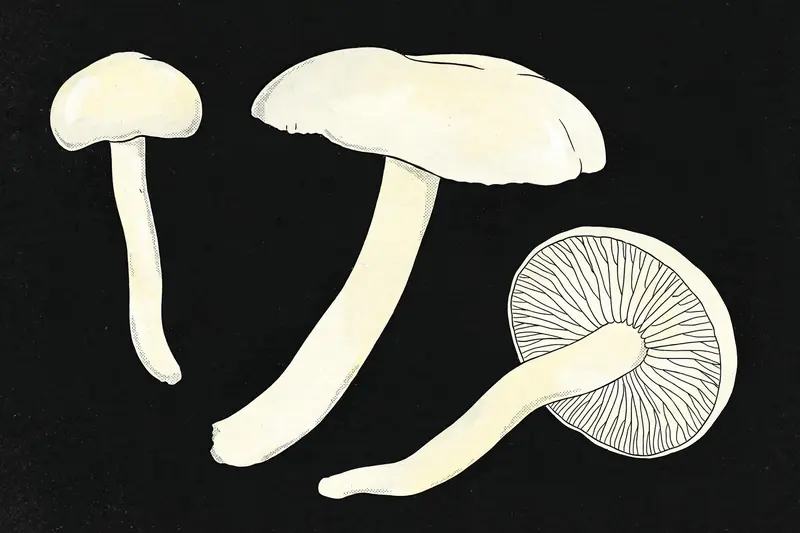 Ivory Hygrophor (Hygrophorus eburneus) specimen illustration