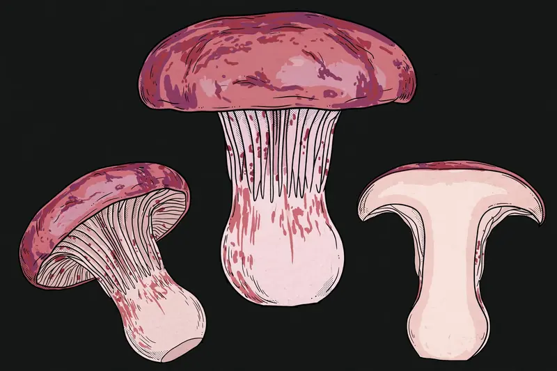 Waxy Cap (Hygrophorus russula) specimen illustration