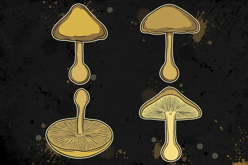 Smoke-colored Mushroom (Hypholoma capnoides) specimen illustration