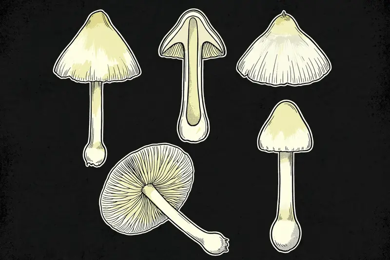 Earthy Inocybe (Inocybe geophylla) specimen illustration