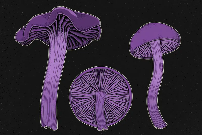 Amethyst Deceiver (Laccaria amethystina) specimen illustration