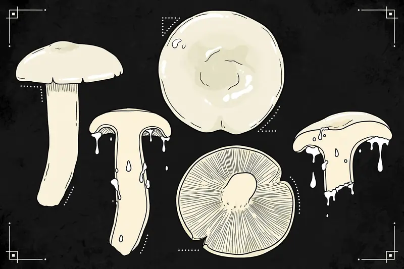 Peppery Milk Cap (Lactarius piperatus) specimen illustration