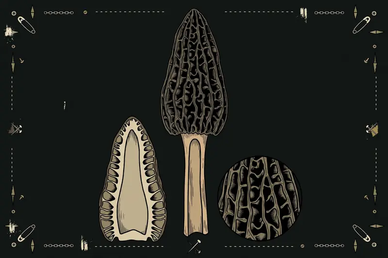 Black Morel (Morchella angusticeps) specimen illustration