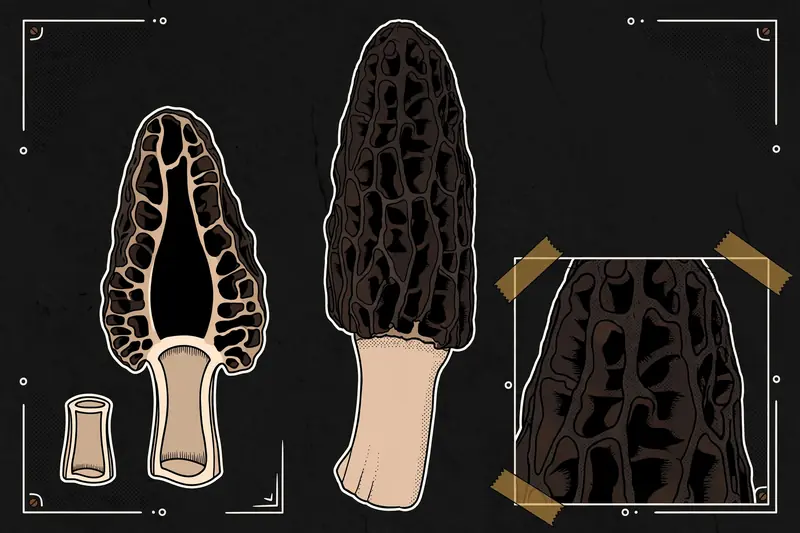 Black Morel (Morchella elata) specimen illustration