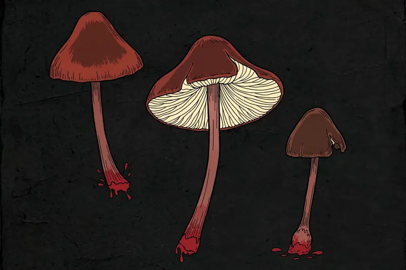 Bloodfoot Mycena (Mycena haematopus) specimen illustration