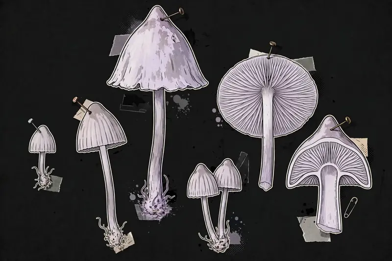 Lilac Bonnet (Mycena pura) specimen illustration