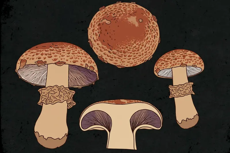 Wine Cap (Stropharia rugosoannulata) specimen illustration