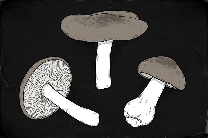 Grey Knight (Tricholoma terreum) specimen illustration