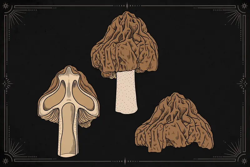 False Morel (Verpa bohemica) specimen illustration