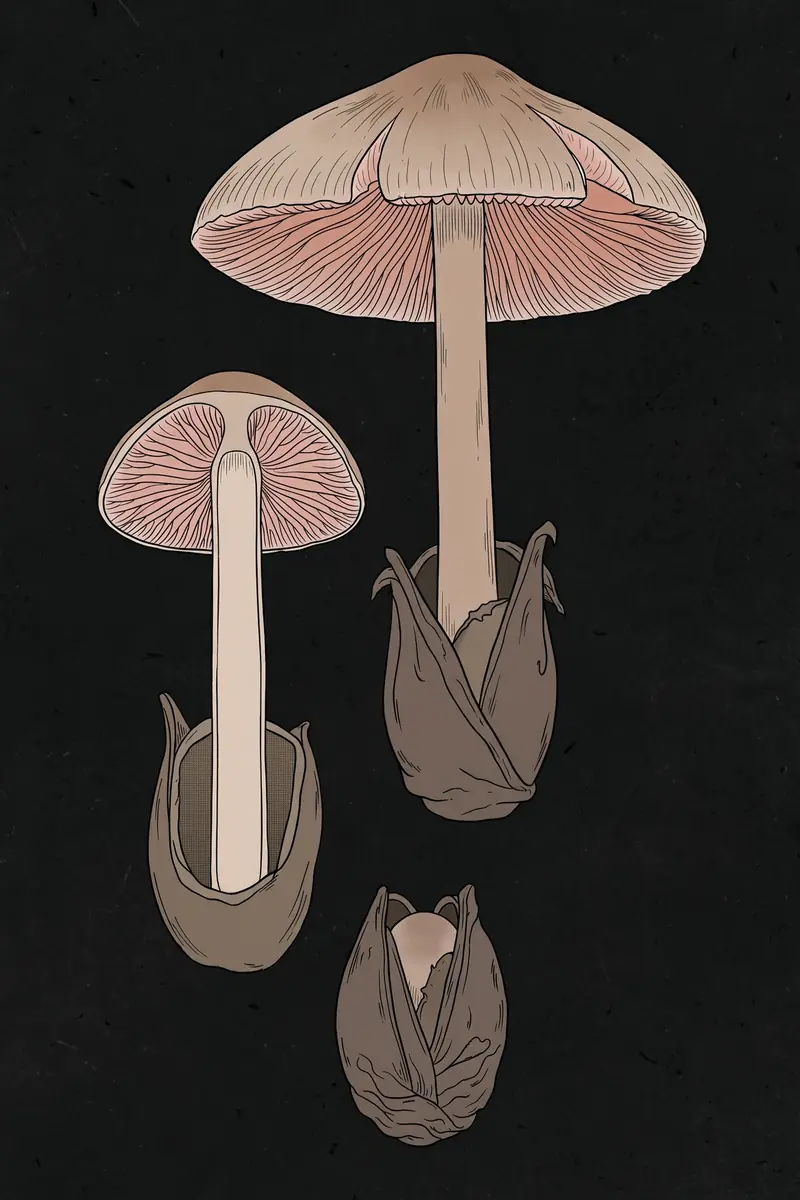 Paddy Straw Mushroom (Volvariella volvacea) specimen illustration