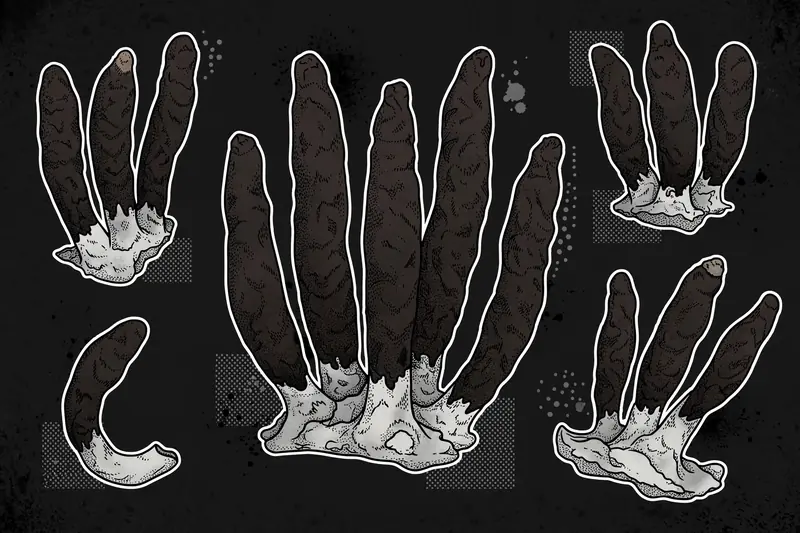 Dead Man's Fingers (Xylaria polymorpha) specimen illustration